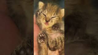 -“Female baby,suggest cute name pls”#kitten #nonameyet