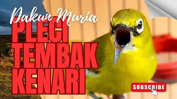 Pancingan Naikan Emosi Pleci Agar Buka Paruh Terapi Dengan Suara Ribut Saling Saut🔥 Tembakan Panjang