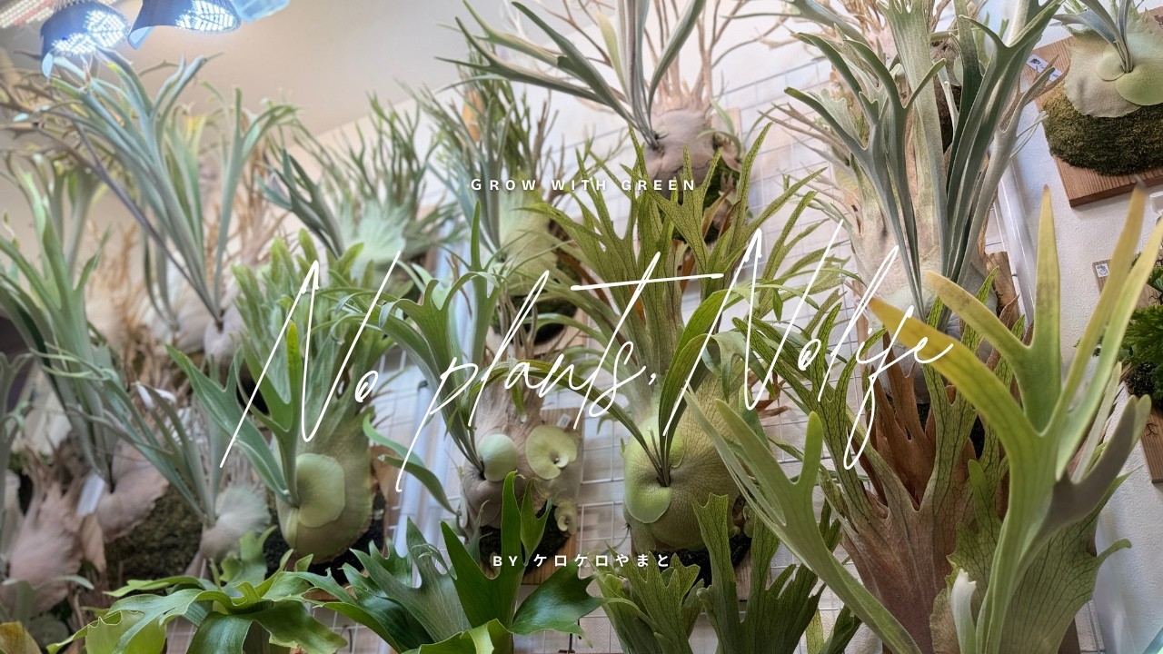 第二弾！！ここだけしかみれない！？frog_yamatoさんのveitchiiルームツアー！！