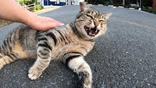 ポッチャリなキジトラ猫がお家に帰る