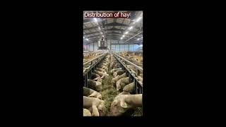 Tks Easyfeed - Feeding And Bedding Sheep English