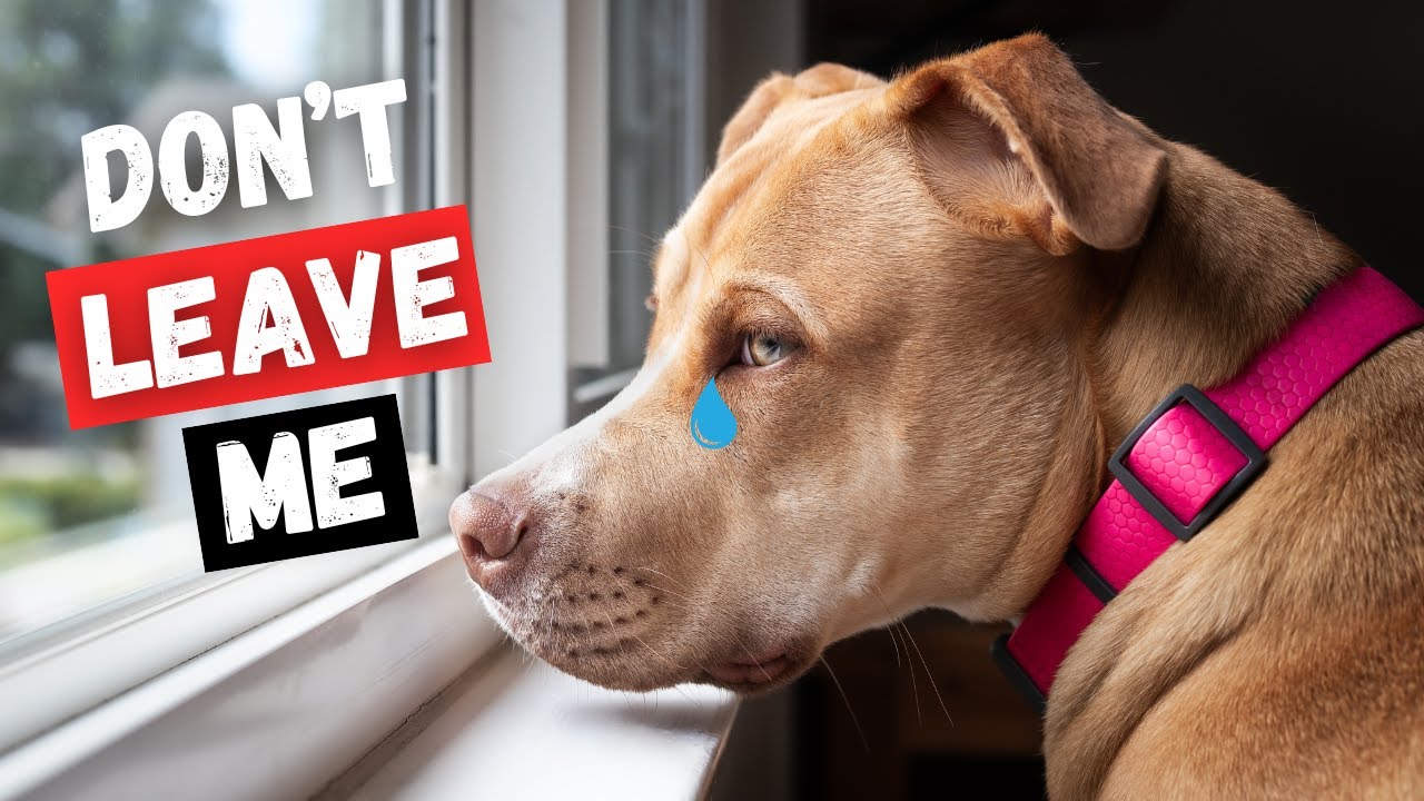 Never Do These 8 mistakes When You Leave Your Dog Alone