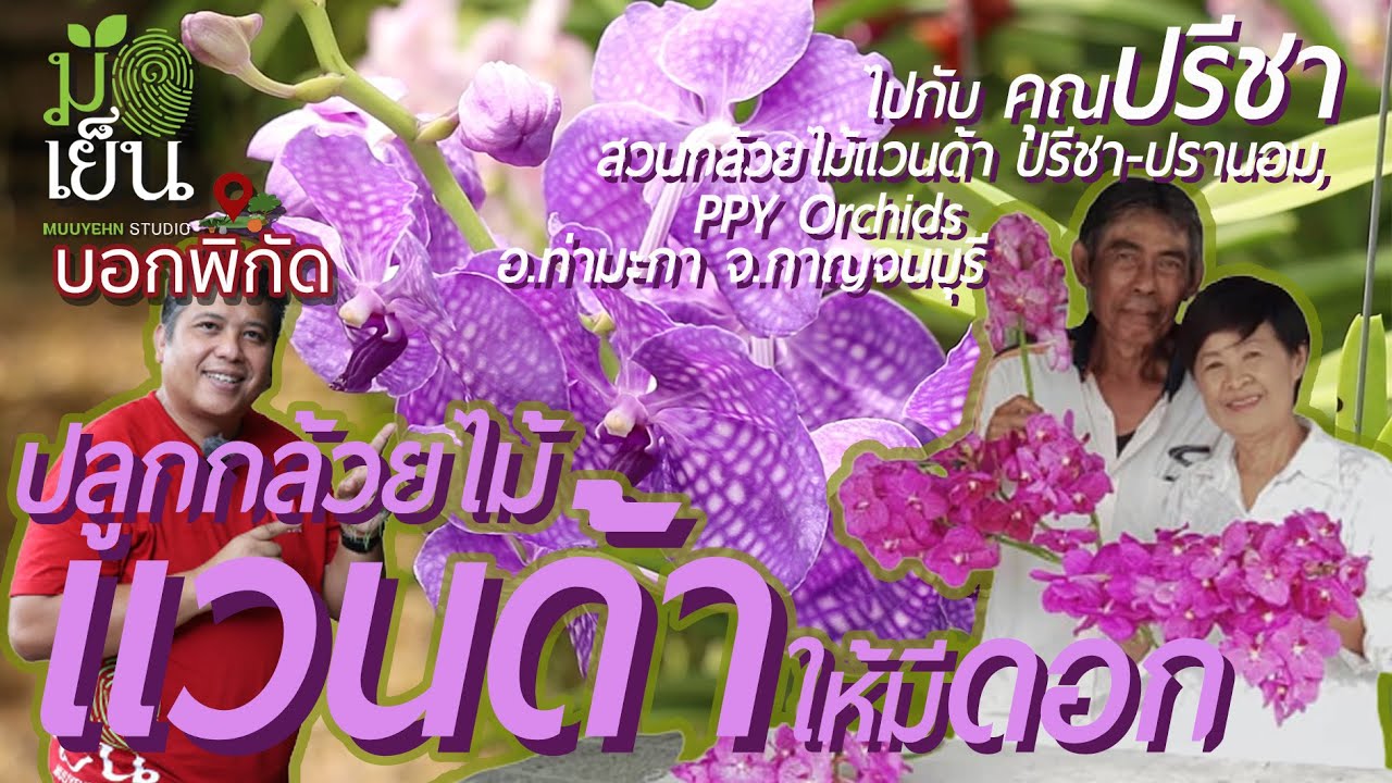ปลูกกล้วยไม้แวนด้าให้มีดอก Guru และนักปรับปรุงพันธุ์แวนด้า ประสบการณ์มากกว่า 50 ปี Vanda orchid