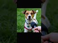 What your dog REALLY thinks of you.