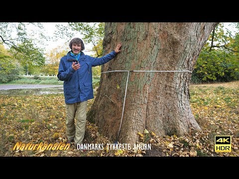 Video: Løvfældende træer. Plataner af arten Platanus orientalis