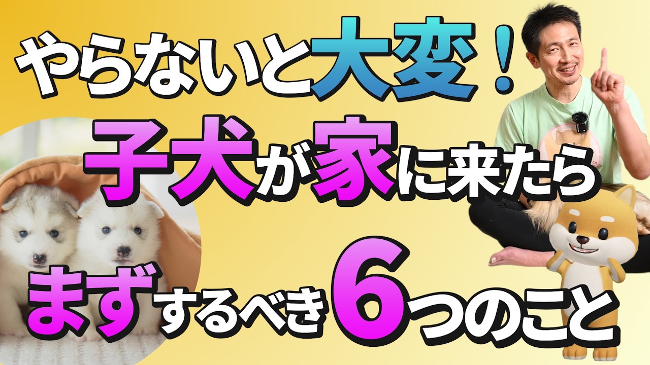 【犬のしつけ基本】犬の飼い主が絶対に知っておくべきしつけ方法