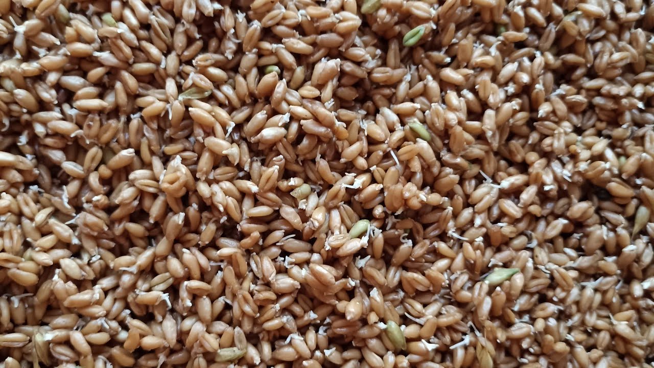 Купить пшеницу Сарапул. Купить пшеницу в Липецкой области на авито. Купить зерно в новосибирске