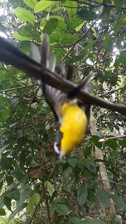 mikat burung sikatan emas