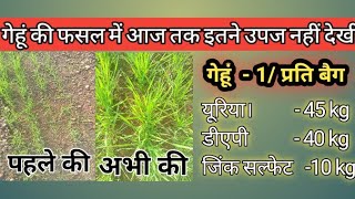 गेहूं की फसल में उपज कैसे बढ़ाएं, गेहूं फसल अधिक उपज, गेहूं में वृद्धि कैसे करें, गेहूं के प्रकार