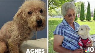 Delaware woman provides home for former stray dog battling cancer