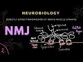 Neuromuscular Junction Part 2 | Patch-clamp technique | Neurobiology