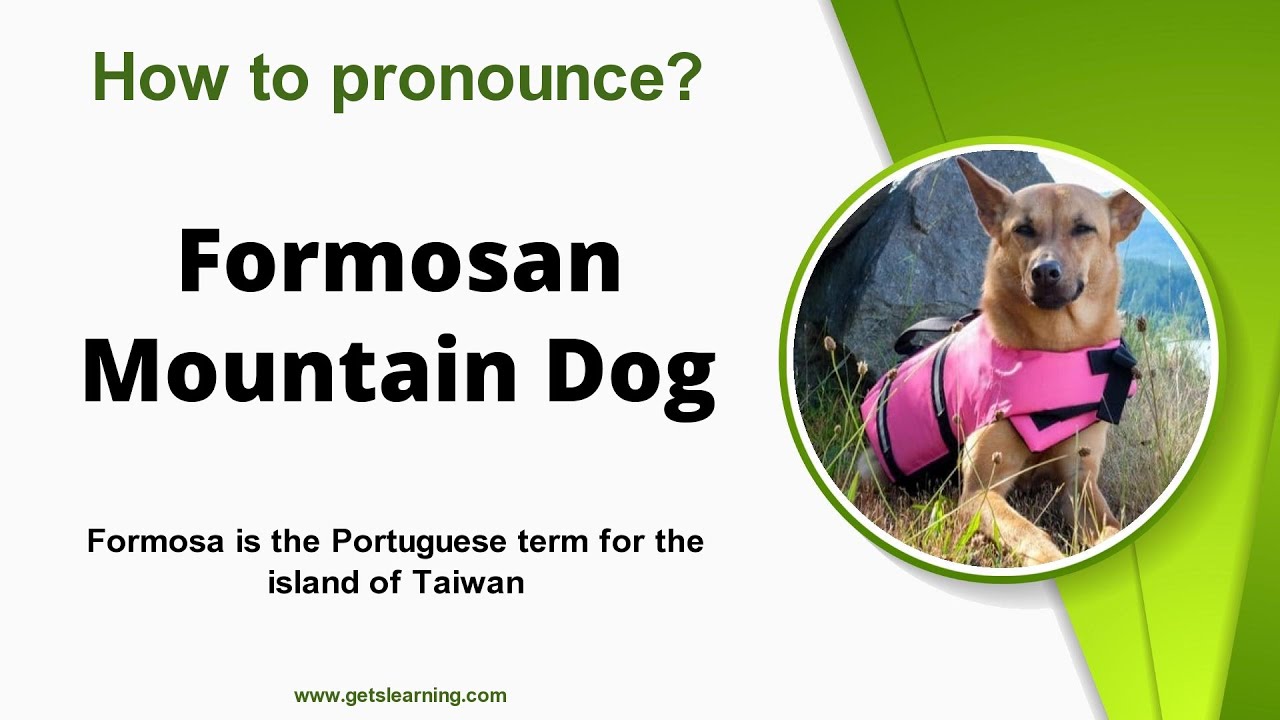 How to pronounce (Formosan Mountain Dog) in English Correctly YouTube