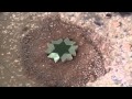 فيديو يظهر إبداع الحرفيين في صناعة الزليج المغربي