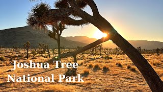 Joshua Tree National Park