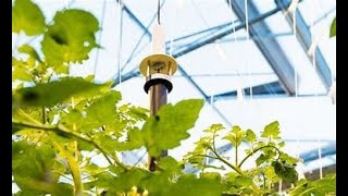 UV-C Lighting and Greenhouse Automation