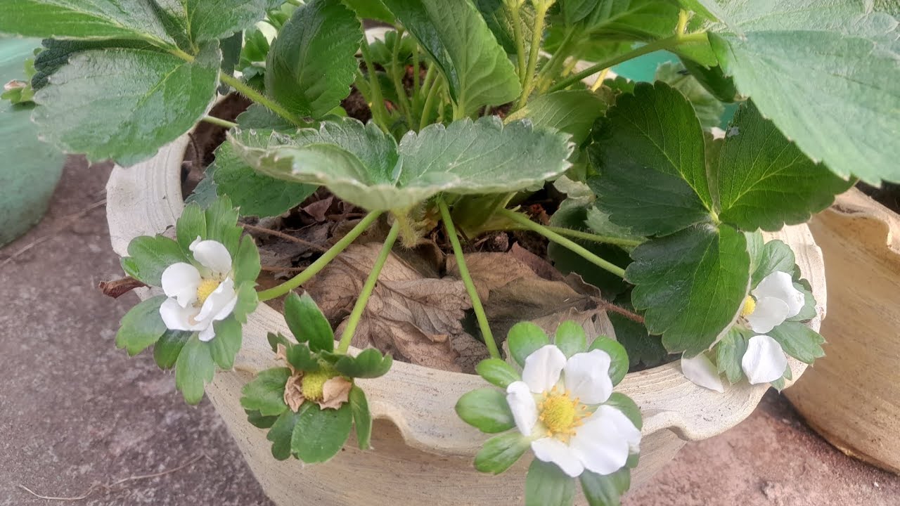 Easy way to grow organic strawberry and harvesting 