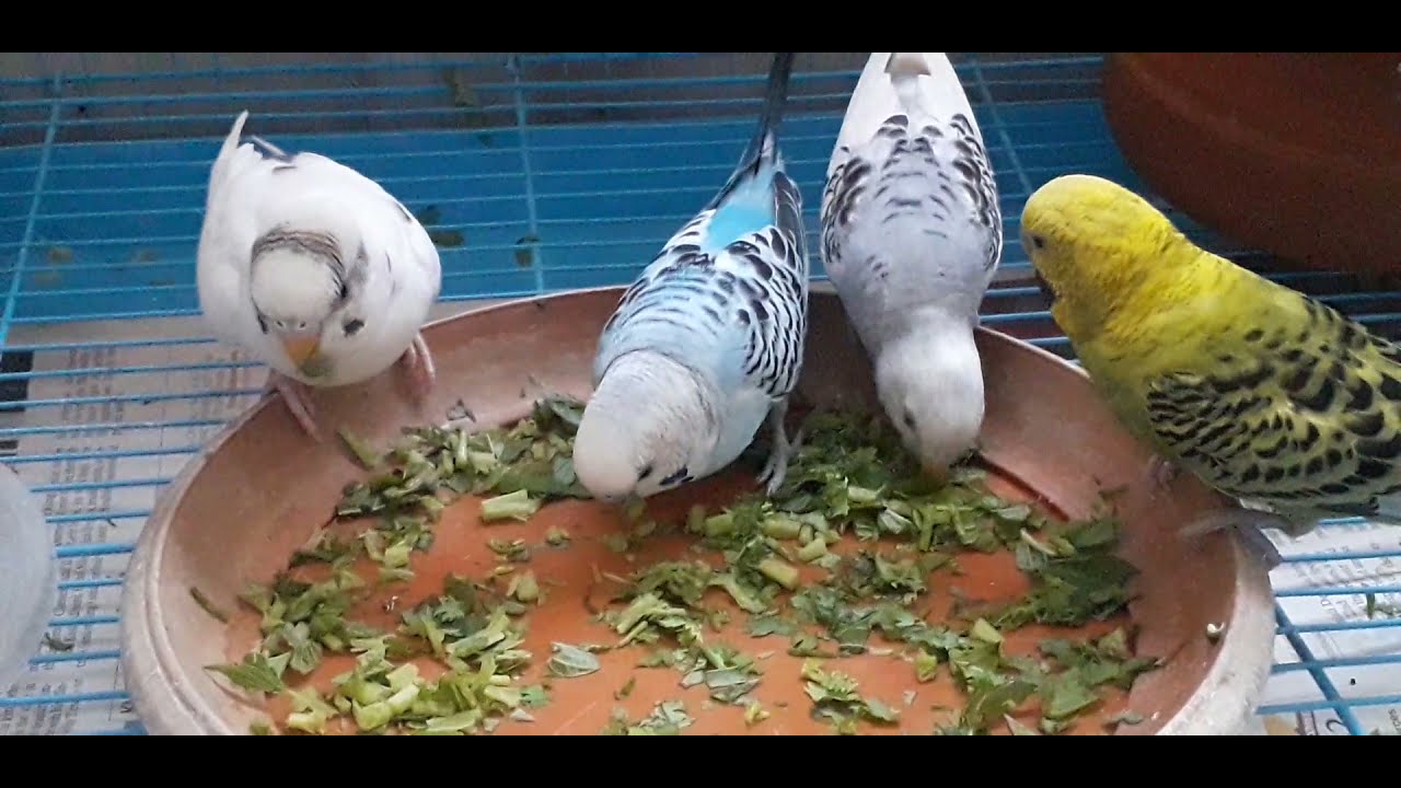Love Birds Best Eating Habits, Lovebirds Eating Green Leaves , Best