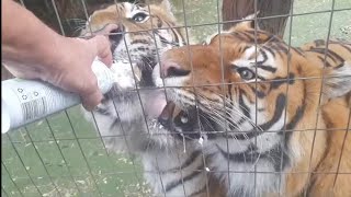 Feeding Tigers Cream Live! Did Not Happen !