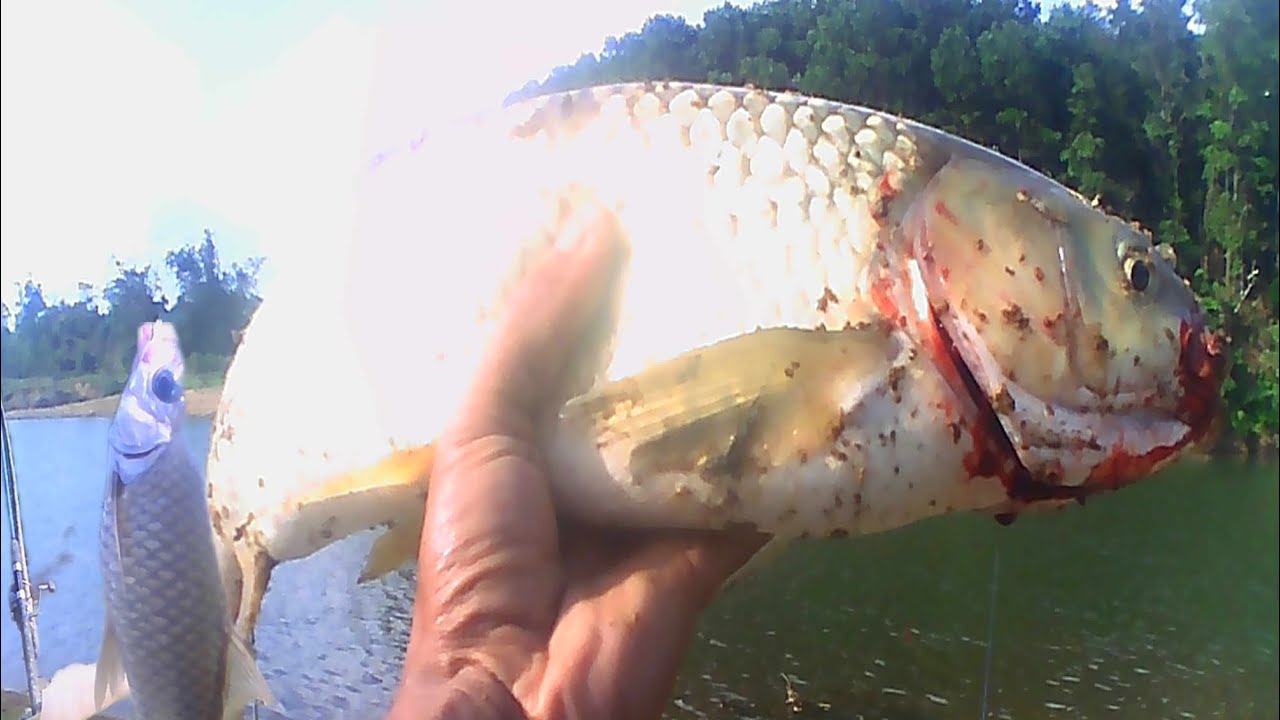 Đi Câu Cá Bất Ngờ Dính Cá Trắm Cỏ phê thật sự 