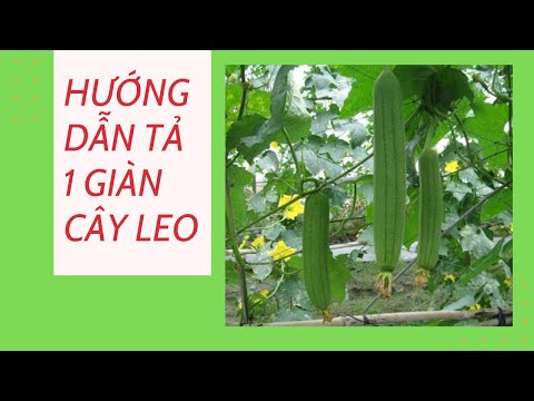 Video Hướng dẫn tả một giàn cây leo hay nhất/ Văn lớp 5/ - youtube