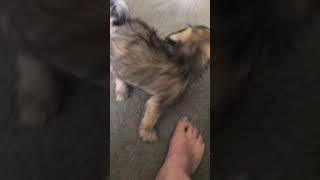Schnauzer Puppies Sale in Cheboygan, MI