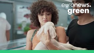 Live lamb used in provocative new vegan commercial in Israel