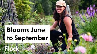 FEW BLOOMS From JUN-AUG, so Heres What Were Planting in This PERENNIAL BORDER — Ep. 329