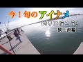 【釣り】宮城の閖上港でまたまた初めて見る魚がっ！