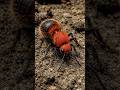 Never touch the velvet ant.