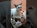 Just attitude of my lovely kitty #catvideos #ytshorts #fyp