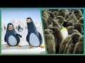 Penguins on attenborough  bbc earth unplugged