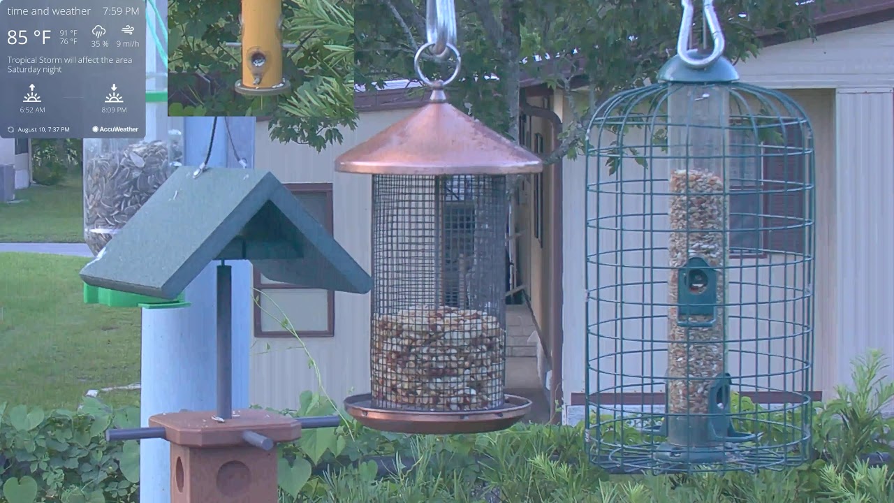 Live Bird Cam in Orlando Florida WD 08/10/2021 YouTube