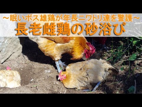 長老雌鶏の砂浴び～眠いボス雄鶏が年長ニワトリ達を警護～