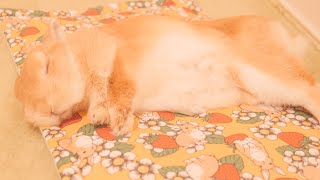 新しいマットを渡したら数分後に寝落ちしちゃうウサギが最高に可愛い【No.653】