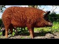 Mangalitsa Pigs | Woolly Weird Wonderful