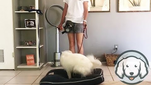 American Eskimo Learns E-Collar Place Command
