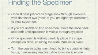 Compound Microscope Use