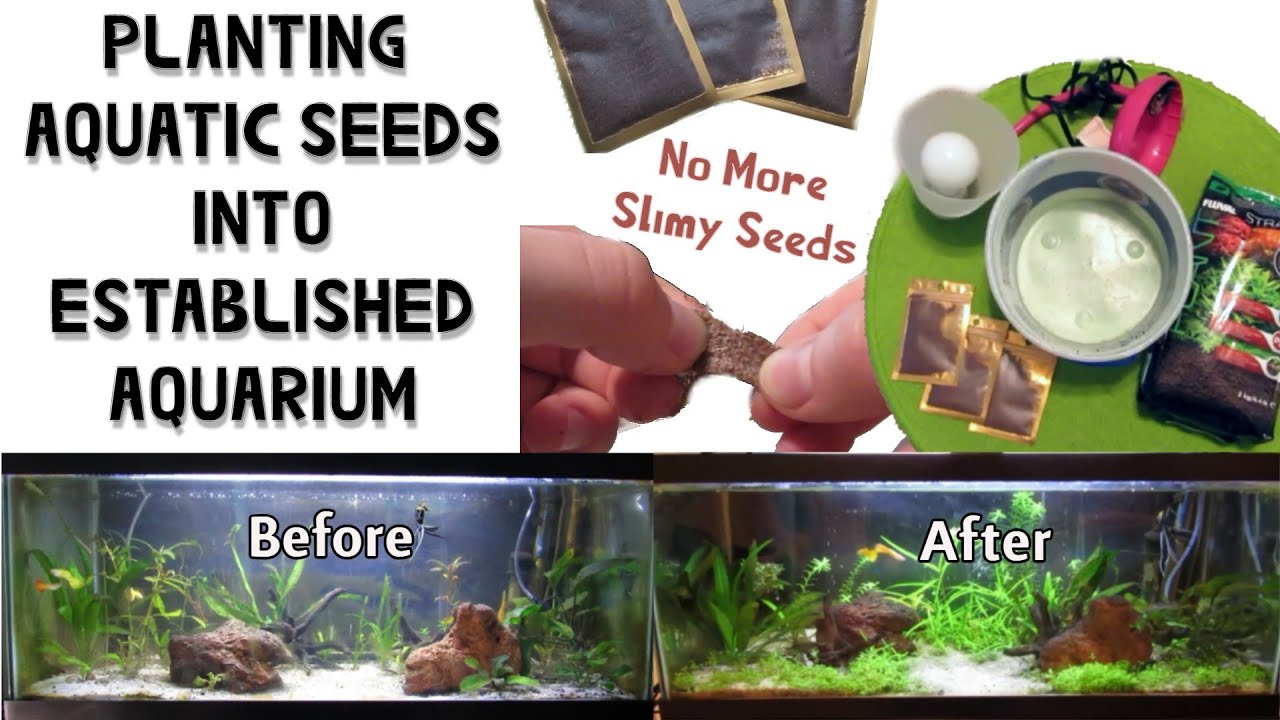 How to Put Aquatic Seeds into Established Aquarium - YouTube
