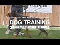 DOG TRAINING FUNDAMENTALS: LESSON 3 LURING