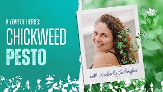A Year of Herbs: Chickweed Pesto