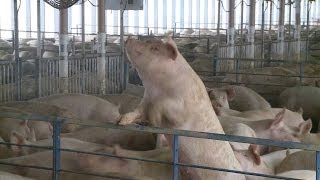 Environmental problems confront pig farming