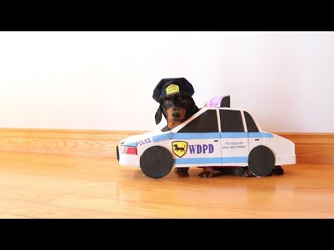 dachshund-cops-&-robbers-compilation!