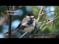 Port Alberni - Birds of Vancouver Island & BC Part 1: Hummingbirds to Larks