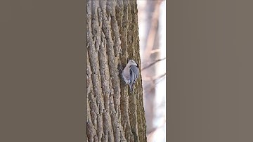 White-breasted Nuthatch uses cracks in the bark to open seeds. How lovely!!.....#bird #wildlife