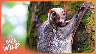 The Weird & Wonderful Wildlife of the Equator
