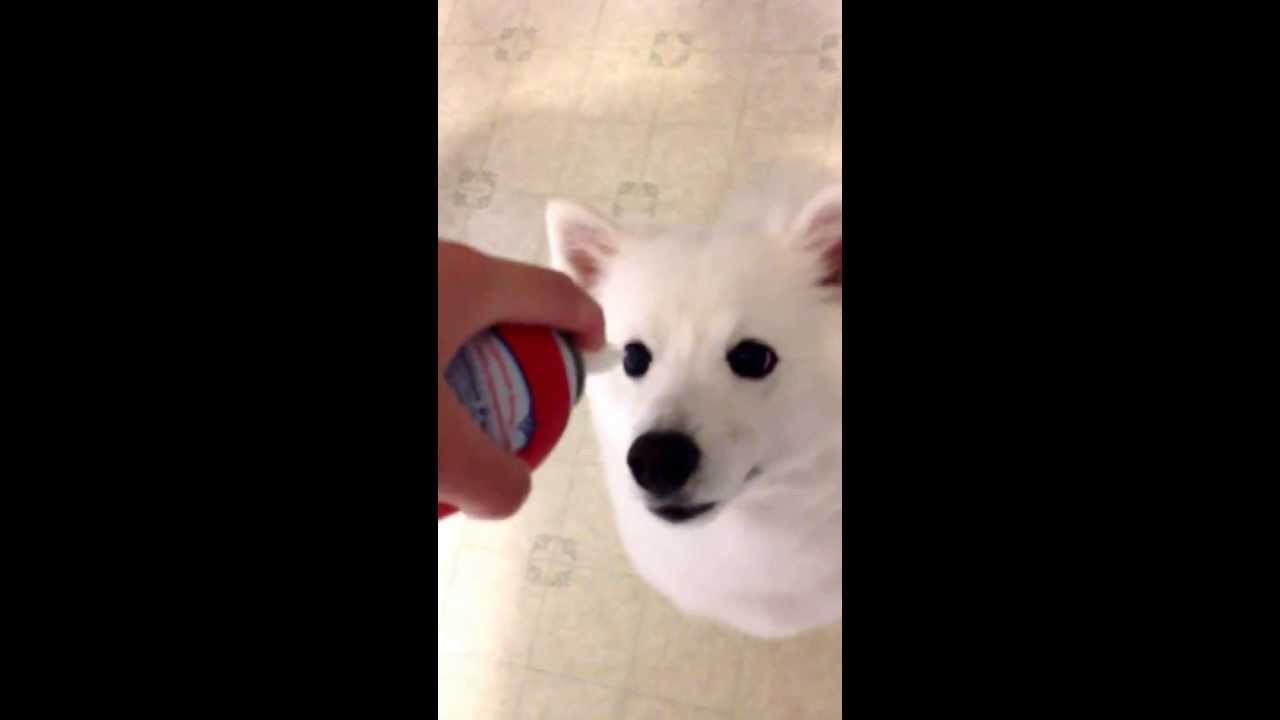 Dog eating whip cream YouTube