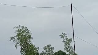 The bird flew away in the sky. #birds #sky #nature #avian #fauna #animallife 