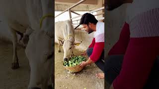 Feeding Hungry Cow  Felt Awesome  short shorts youtubeshorts cow food