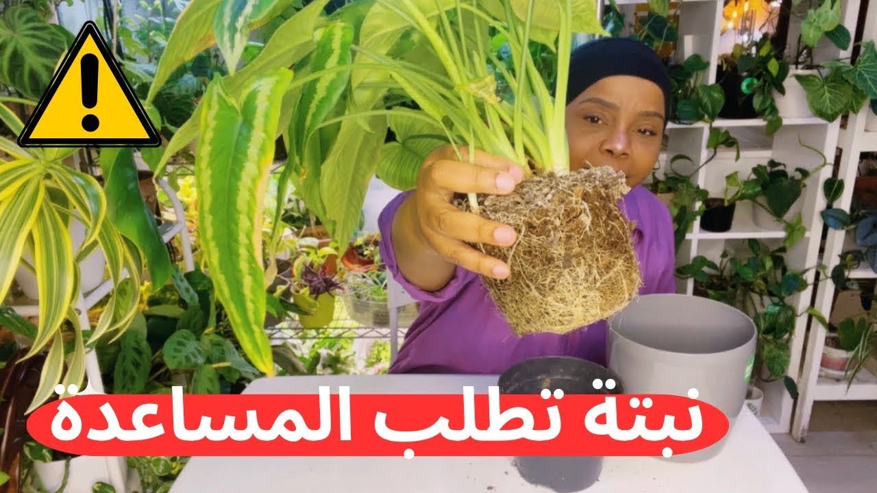 كيف ومتى ننقل النبتة لحوض اكبر ؟! 🪴