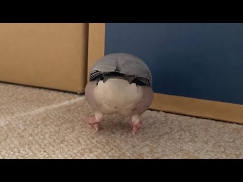 拾い食いを楽しむ文鳥  あずき  Java sparrow